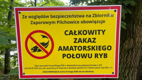 Tysiące martwych ryb po spuszczeniu wody z Jeziora Pilchowickiego. "Nie ma możliwości, żeby wszystkie zostały odłowione" - 3