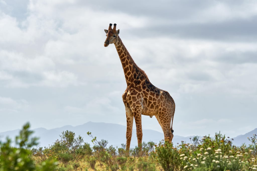 Wrocławskie ZOO planuje największą inwestycję ostatnich lat. Żyrafy będą miały nowy wybieg, ale to nie wszystko - W ZOO Wrocław będzie nowa żyrafiarnia
