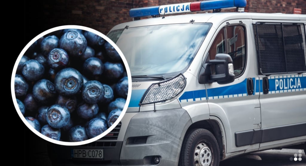 Chciał nazrywać owoców, teraz grozi mu więzienie. Złodziej borówek z Chojnowa zatrzymany