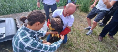 Przez upały prawie stracił życie. Ogromny bielik po dwóch tygodniach wrócił na wolność [ZDJĘCIA] - 1