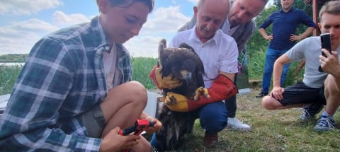 Przez upały prawie stracił życie. Ogromny bielik po dwóch tygodniach wrócił na wolność [ZDJĘCIA] - 3