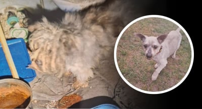 Uratowany pies ma wr&oacute;cić do właściciela oskarżonego o znęcanie. Jest ruch prokuratury