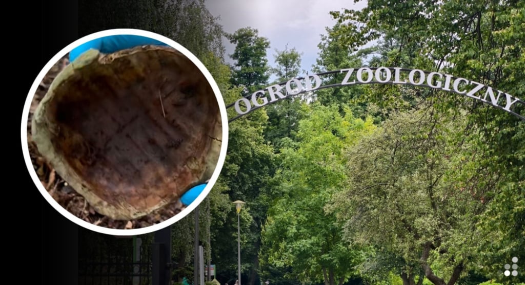 Do lubińskiego ZOO są podrzucane niechciane zwierzęta. Pracownicy apelują, iż ogród zoologiczny to nie schronisko