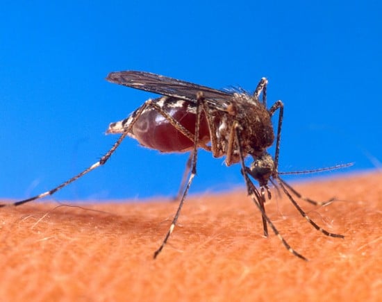 Walka z komarami trwa. Kolejne starcie - Fot. Verdy p/Wikipedia
