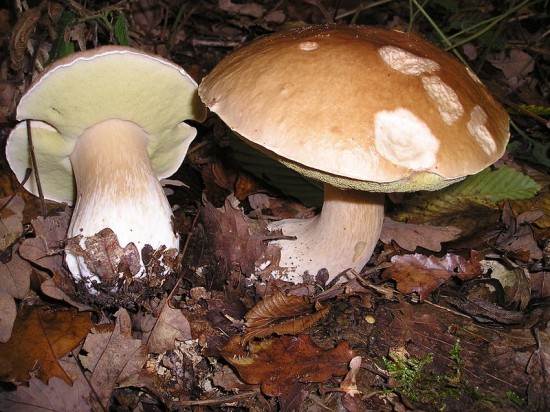 Mistrzostwa w grzybobraniu - Fot. Wikipedia