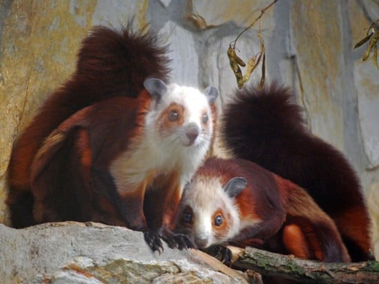 Szybujące wiewiórki w ZOO – Fot. www.zoo.wroclaw.pl