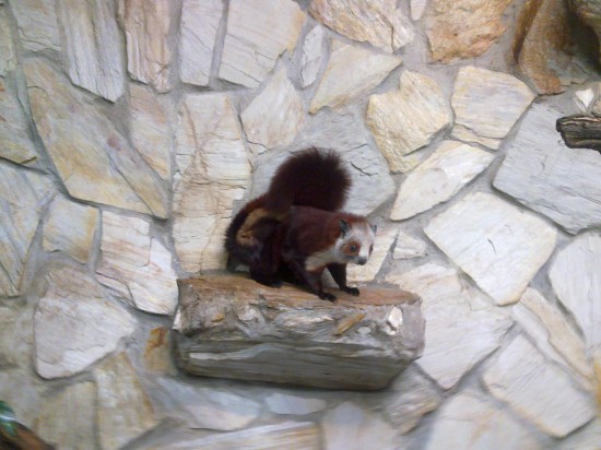 Szybujące wiewiórki w ZOO - 0
