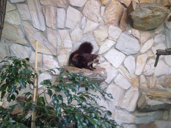 Szybujące wiewiórki w ZOO - 1