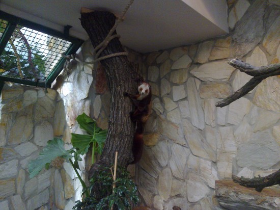 Szybujące wiewiórki w ZOO - 2