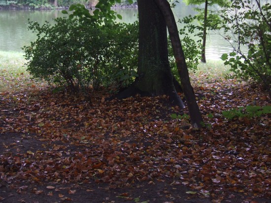 Jesień wkracza do kalendarza (Zobacz) - 12