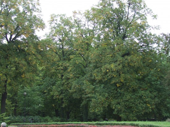 Jesień wkracza do kalendarza (Zobacz) - 1