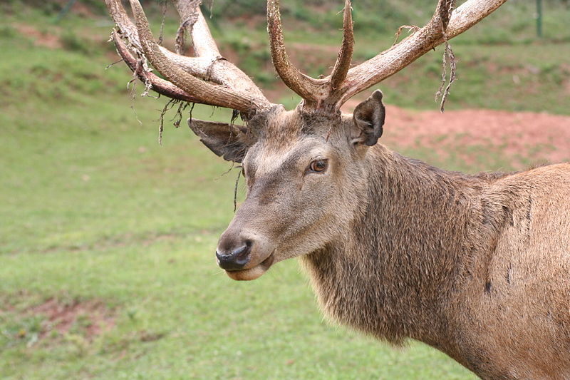 Poroże jelenia znakomitym lekiem? - Fot. Traroth/Wikipedia