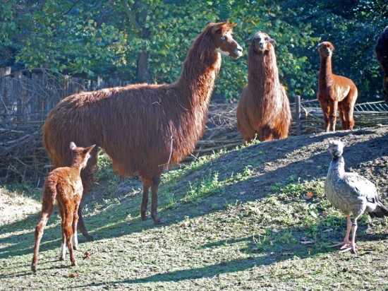 Przyrodnie rodzeństwo w ZOO - 0