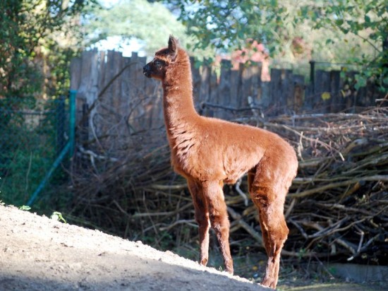 Przyrodnie rodzeństwo w ZOO - 1