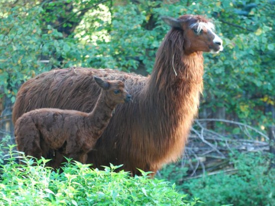 Przyrodnie rodzeństwo w ZOO - 2