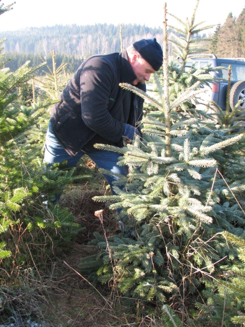 Ruch na plantacjach choinek -