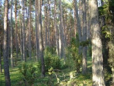 Wycinka w Dolinie Baryczy  - fot. Wikipedia