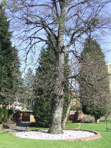 Ogród Botaniczny już otwarty (Zdjęcia) - 31