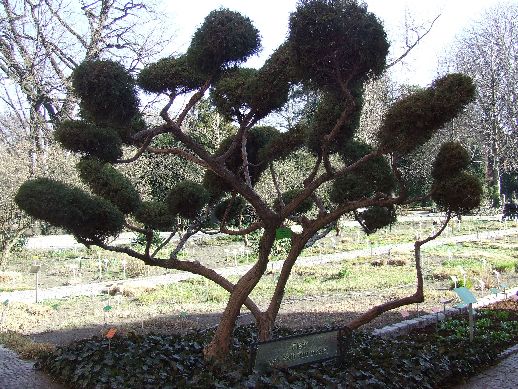 Ogród Botaniczny już otwarty (Zdjęcia) - 45