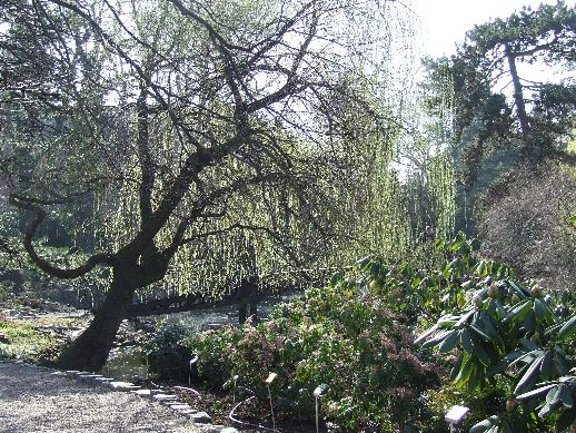 Ogród Botaniczny już otwarty (Zdjęcia) - 26
