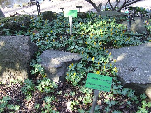 Ogród Botaniczny już otwarty (Zdjęcia) - 15
