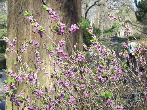 Ogród Botaniczny już otwarty (Zdjęcia) - 19