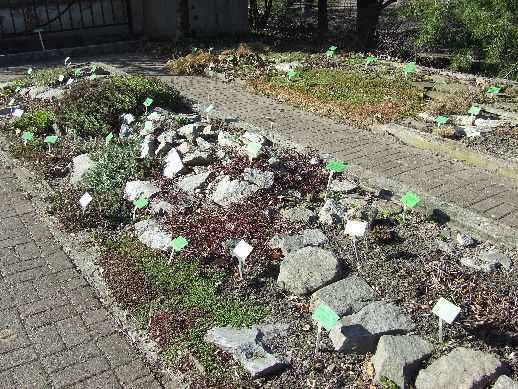 Ogród Botaniczny już otwarty (Zdjęcia) - 34