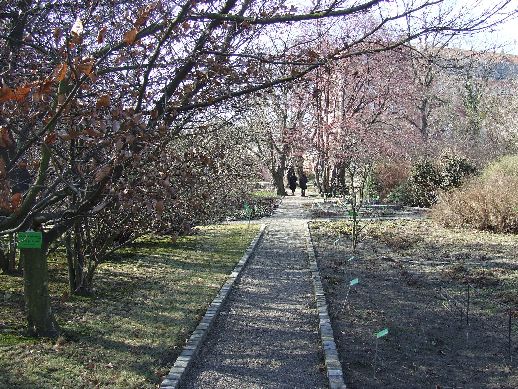 Ogród Botaniczny już otwarty (Zdjęcia) - 8