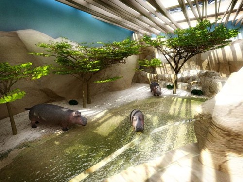 Rusza budowa Afrykarium (Zobacz) - 2