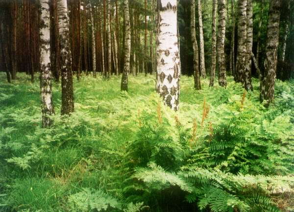 Dolnośląskie lasy wyschnięte na wiór - Fot. Lasy Państwowe