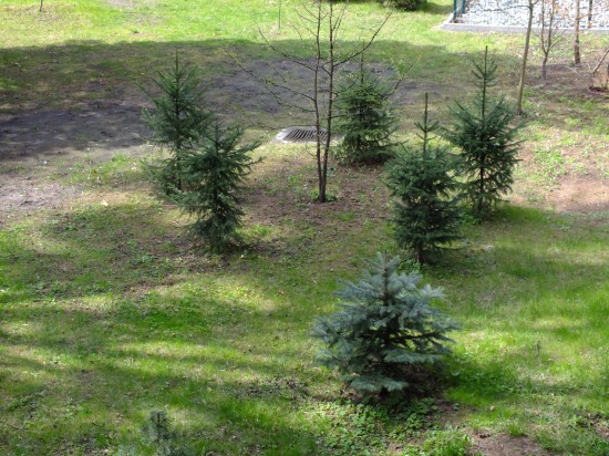 Posadź drzewo i zrób zdjęcie - fot. archiwum prw.pl