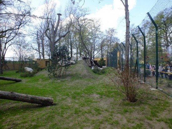 Nowy wybieg dla rysi (Zobacz) - 1