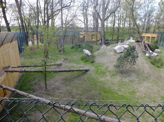 Nowy wybieg dla rysi (Zobacz) - 2