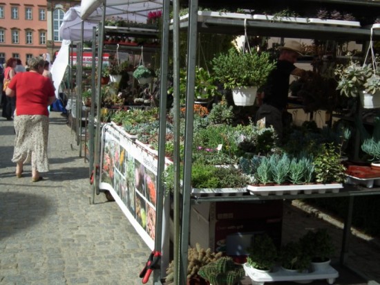 Zamek Książ w kwiatach - 1