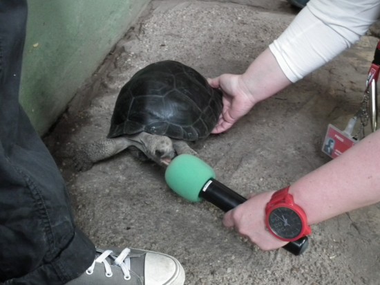Żółw prawdę Ci powie - 11