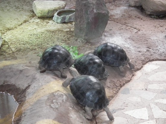 Żółw prawdę Ci powie - 1