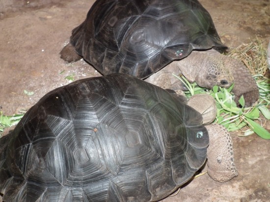 Żółw prawdę Ci powie - 3