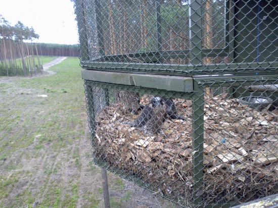 Sokoły  wróciły na Dolny Śląsk - 9