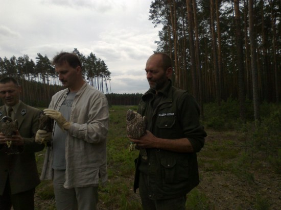 Sokoły  wróciły na Dolny Śląsk - 4