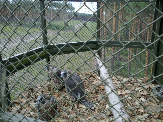 Sokoły  wróciły na Dolny Śląsk - 5