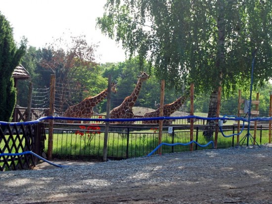 Zaglądamy na budowę Afrykarium - 15