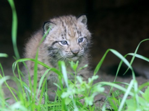 Przybywa maluchów w ZOO - 3