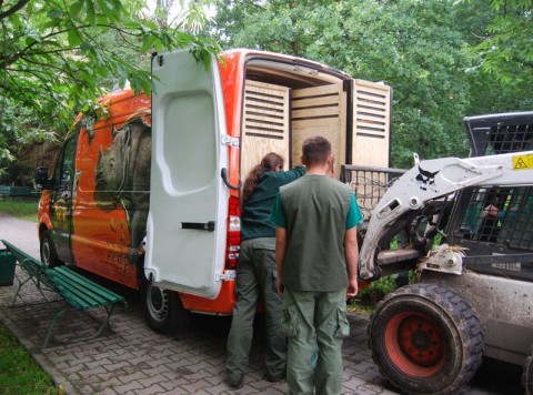 Przeprowadzki we wrocławskim Zoo - 7