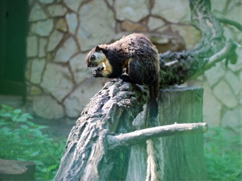 Przeprowadzki we wrocławskim Zoo - 2