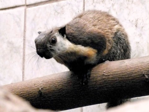 Przeprowadzki we wrocławskim Zoo - 1