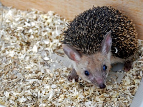 Przeprowadzki we wrocławskim Zoo - 0