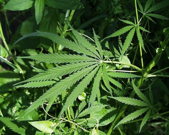 Zlikwidowano plantację marihuany - Fot. Wikipedia
