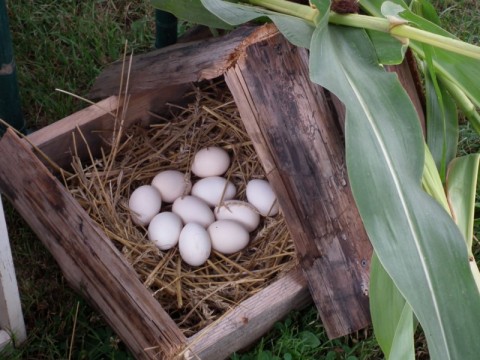 Święto Wsi Kłodzkiej - 32