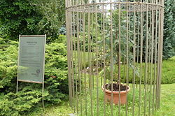 Wskrzesili drzewo. A miało wyginąć - Wollemia, fot. Wikipedia