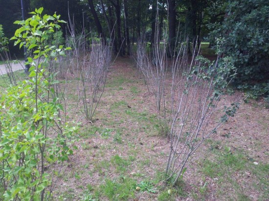 Drogo nie zawsze znaczy dobrze - Jeleniogórski Park Zdrojowy, fot. prw.pl